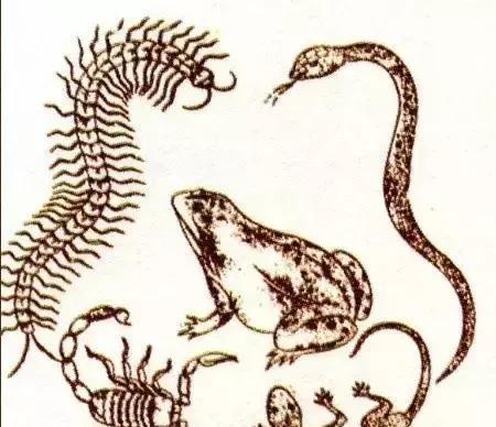 今期生肖不计较,一一四四两个来指什么生肖，全面释义、前沿解答解释落实